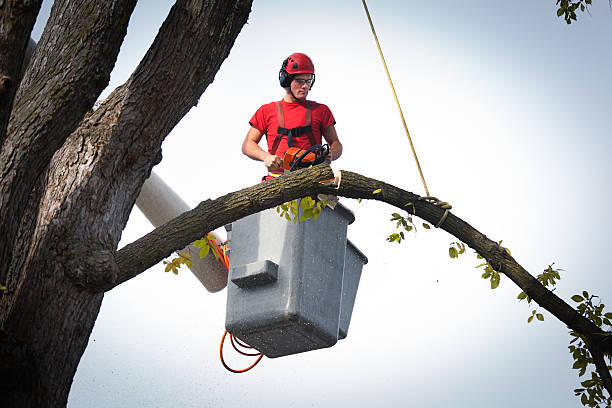 Atlantic Beach, NC Tree Removal Company